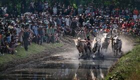 Cow Racing in An Giang Province, Vietnam